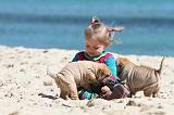 ENFANT ET CHIEN 156